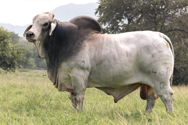 Cauchitos Prescot Pancho 1468/0