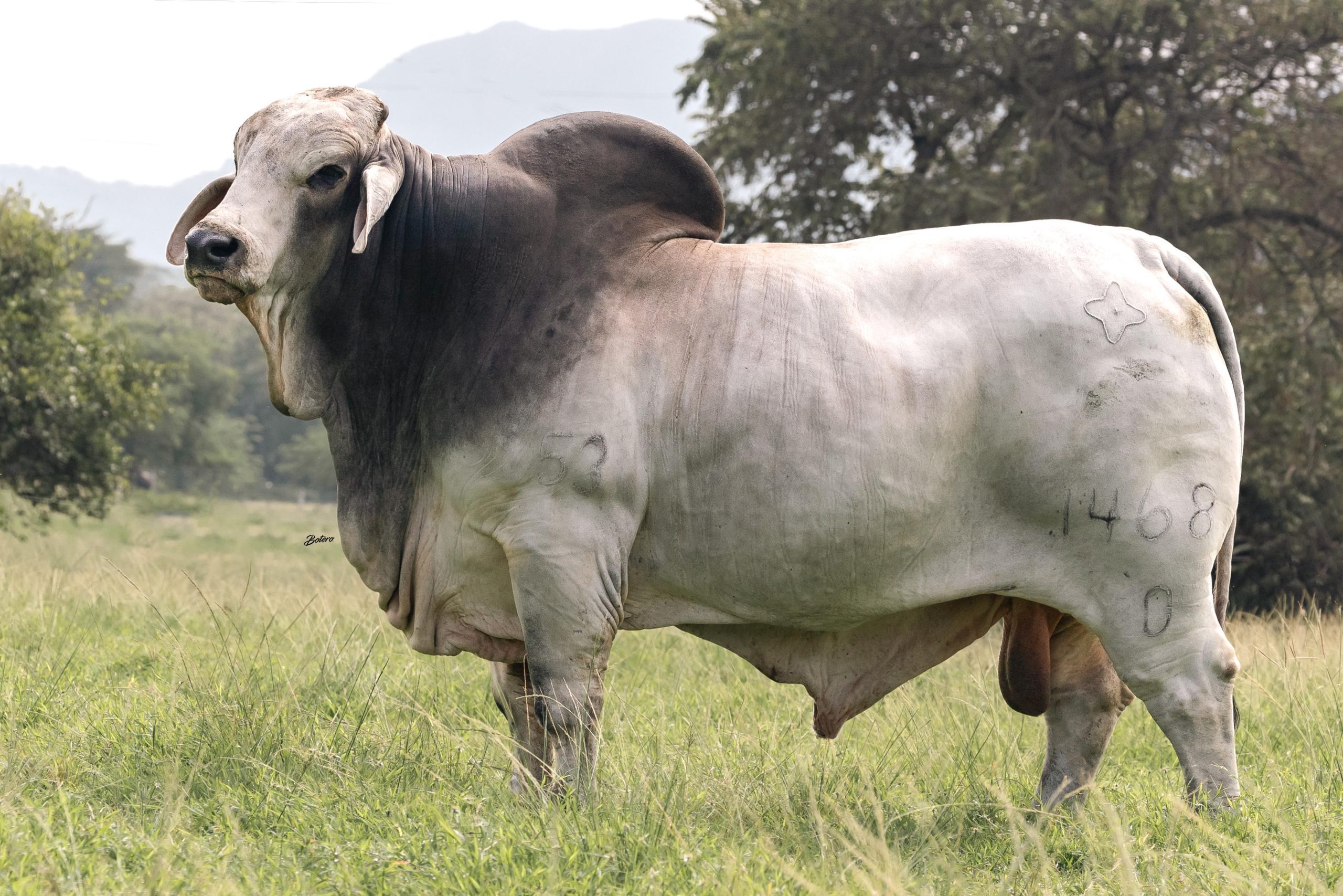 Cauchitos Prescot Pancho 1468/0