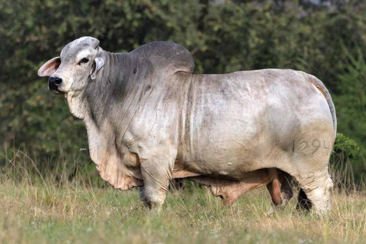 Cauchitos Woodson David 1294/9