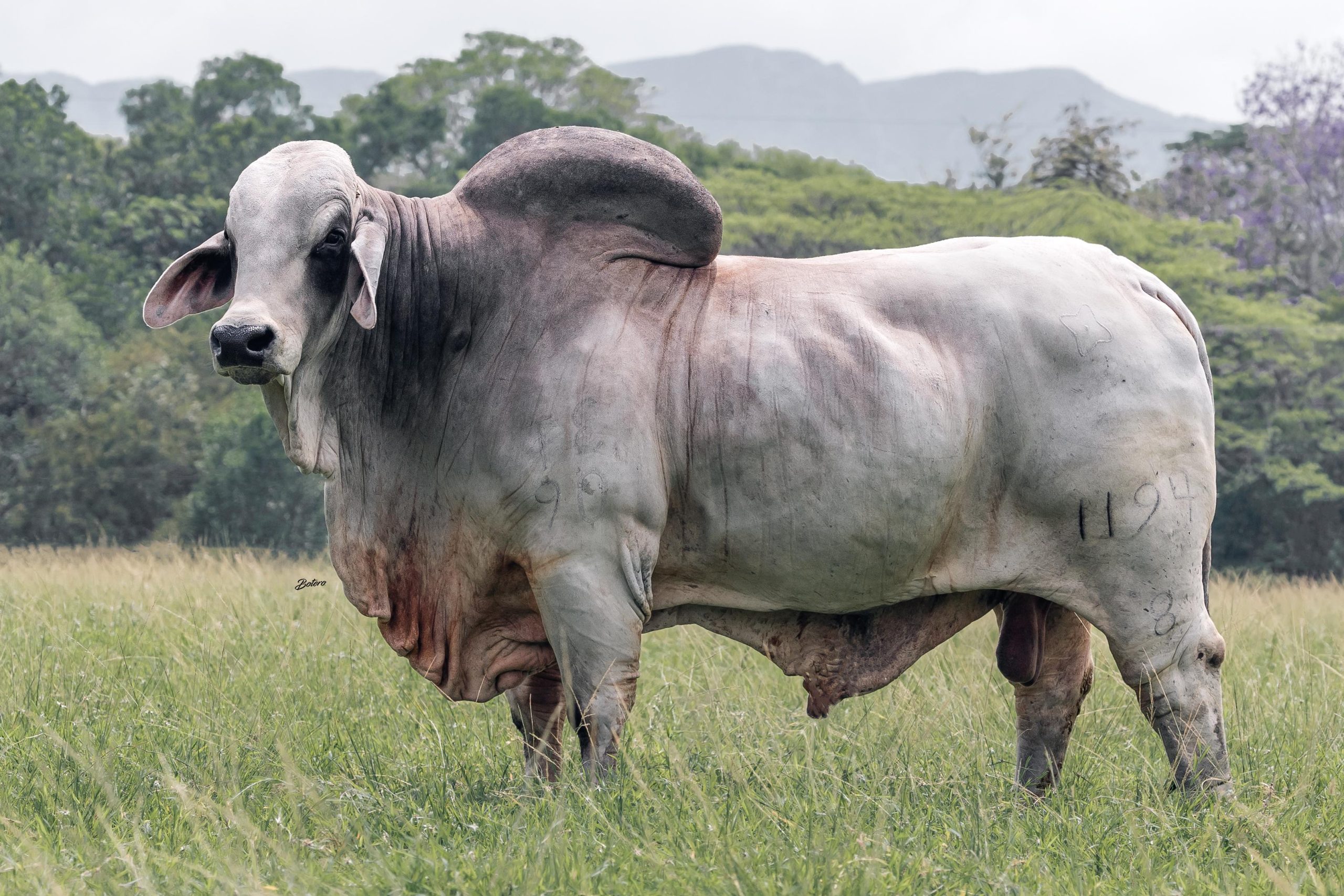 Cauchitos Beck Hércules 1194/8