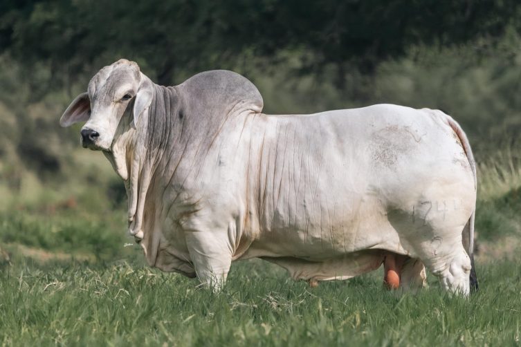 Cauchitos Braulio 1744/2