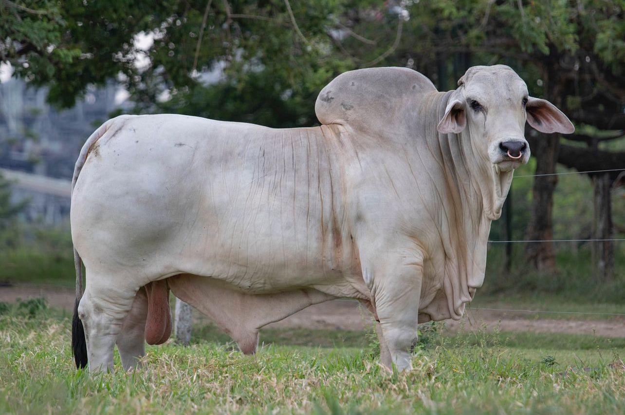 Cauchitos Jacob Lázaro 1096/8