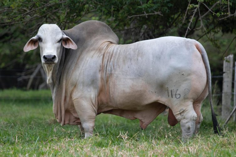 Cauchitos Woodson Duque 1162/8