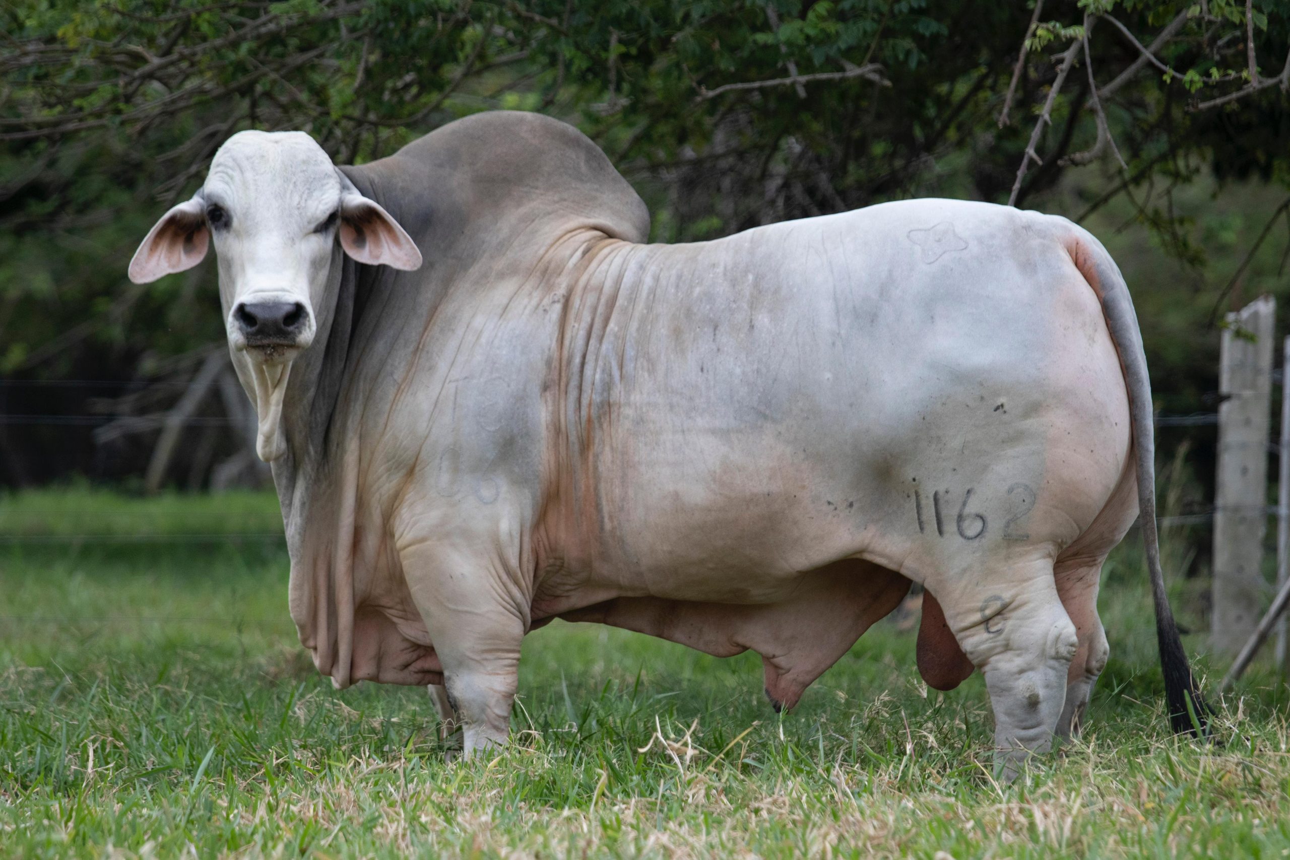 Cauchitos Woodson Duque 1162/8