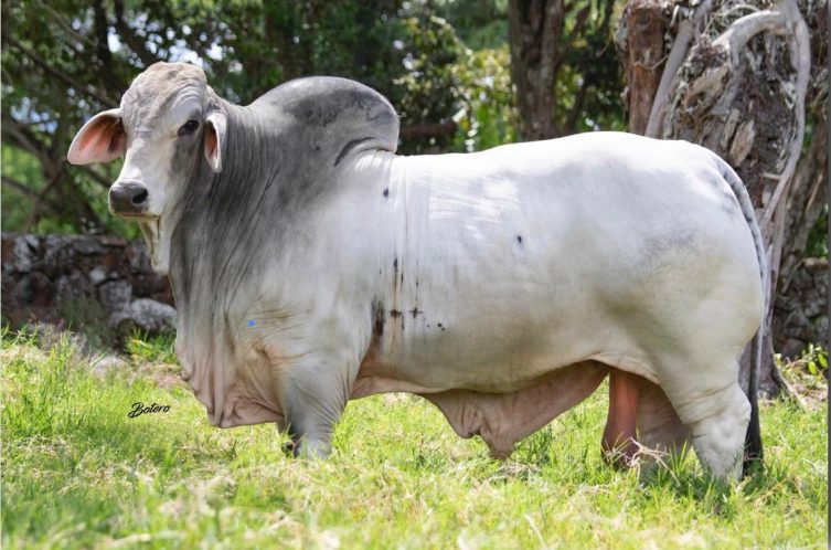 JDH Mr Diego Manso 244/7