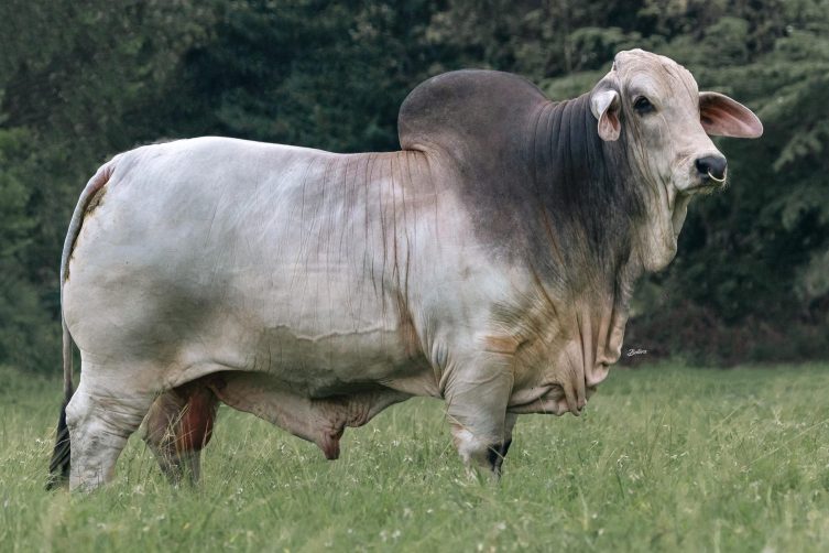 Cauchitos Comet Ivan 1672/1