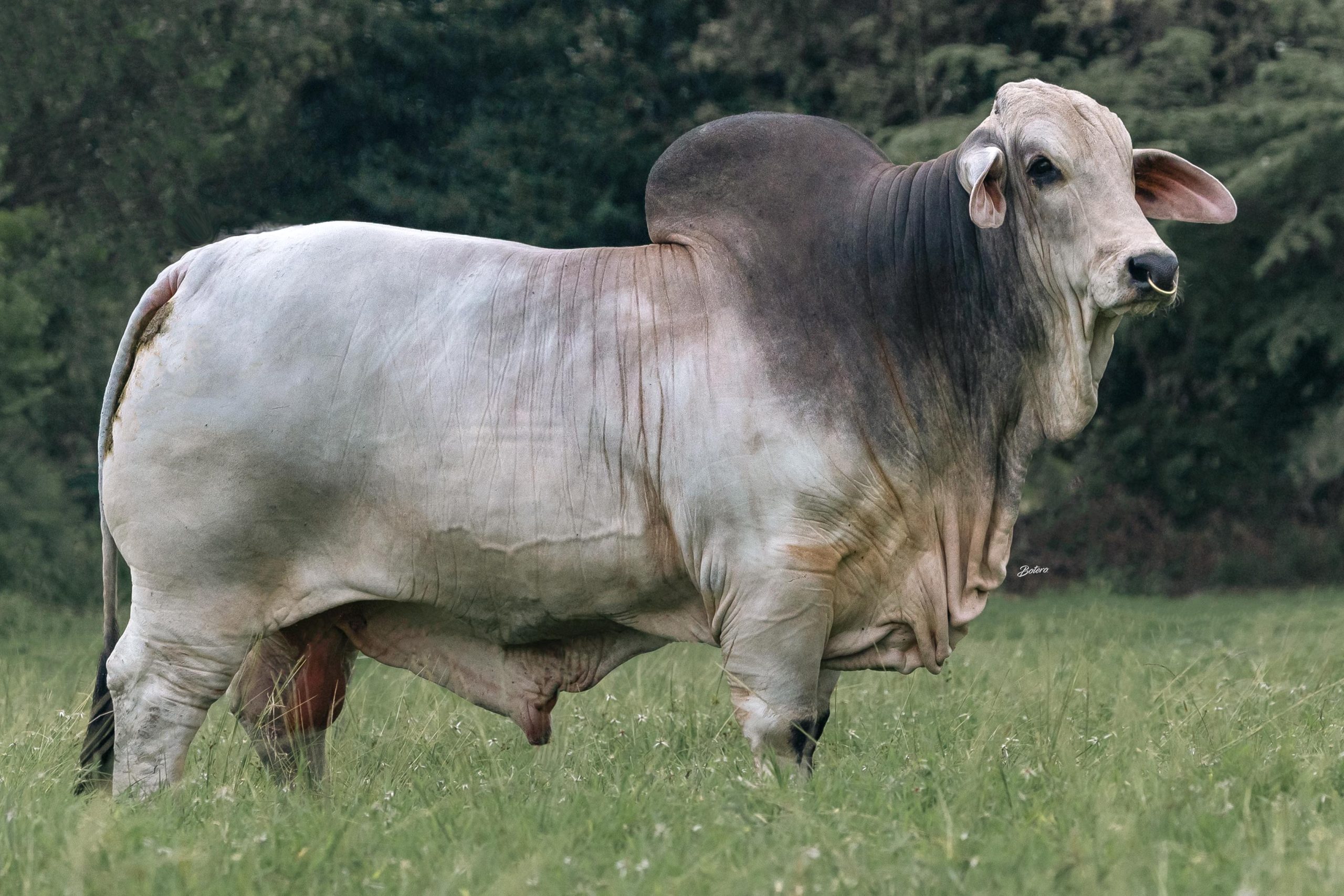 Cauchitos Ivan 1671/1