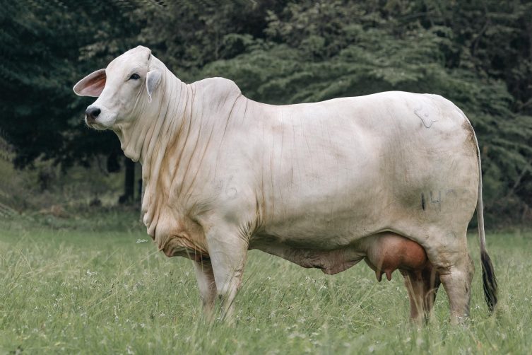 Cauchitos Jacob Angela 1433/2