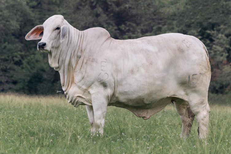 Cauchitos Jojo Betzy 1571/3