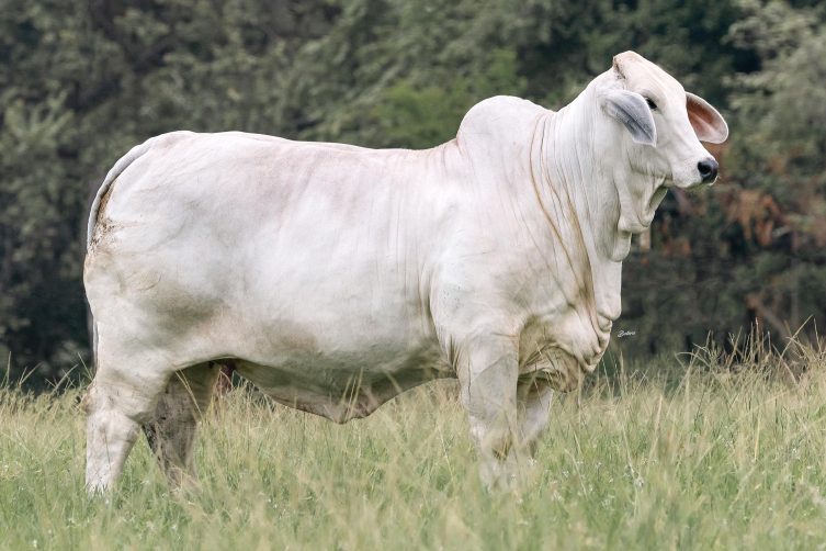 Cauchitos Jojo Zulma 1561/3