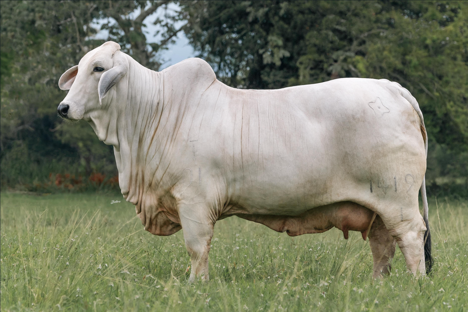 Cauchitos Layton Ostra 1419/1