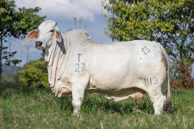 Cauchitos Welling Espuma 1113/9