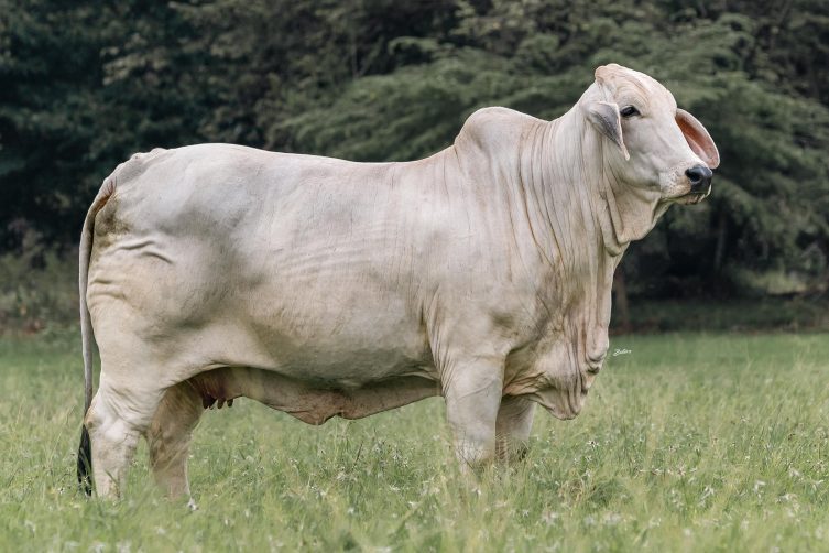 Cauchitos Welling Teodora 851/7