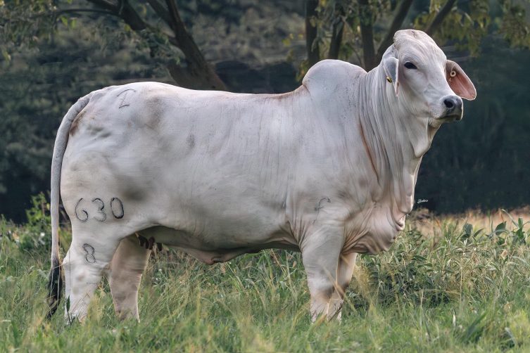 JDH Tess Manso 630/8