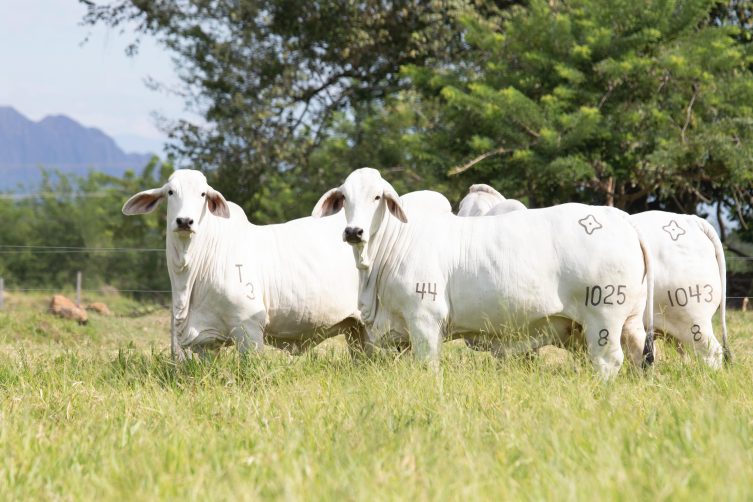 Novillas de Media Pensión