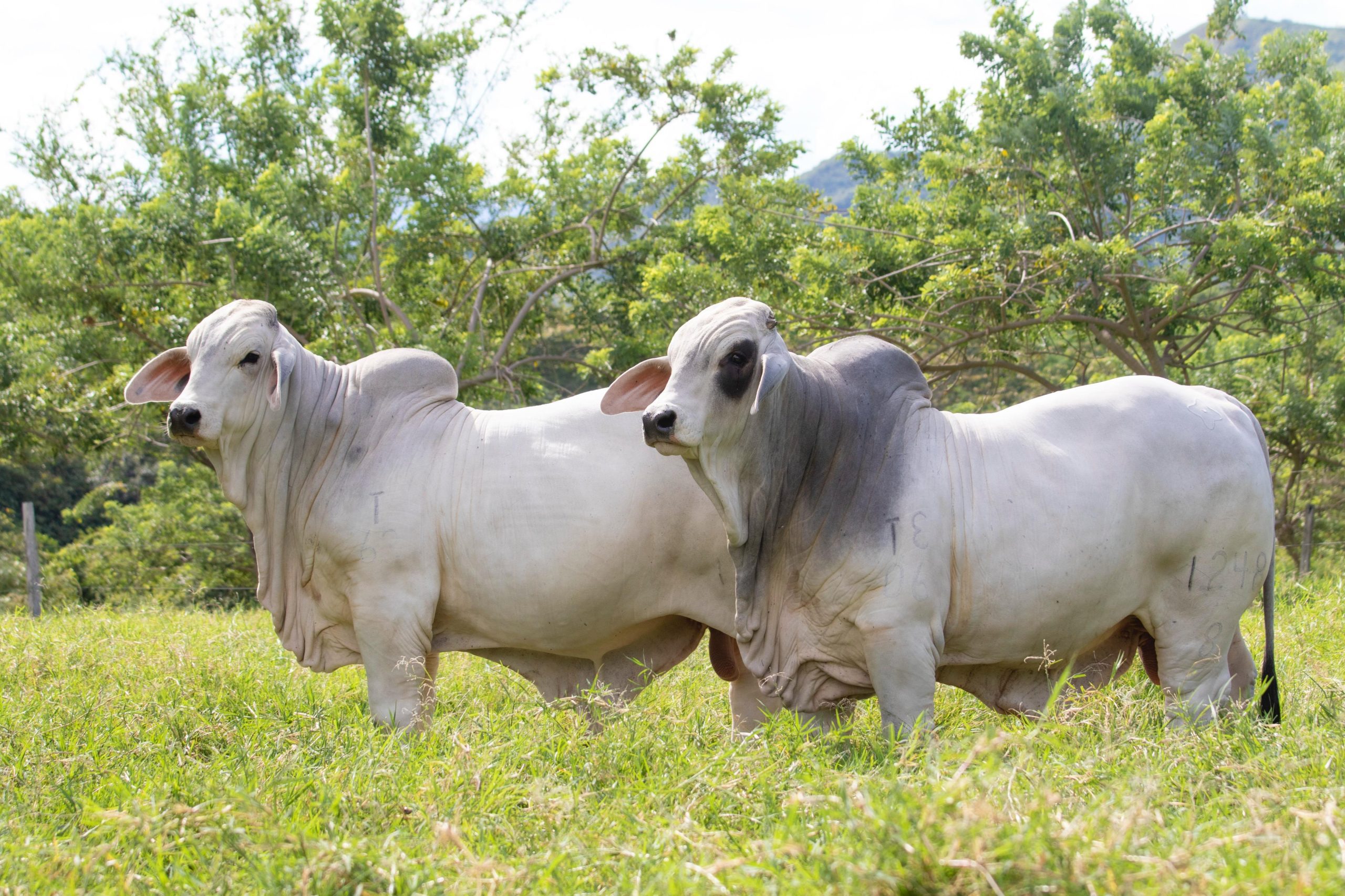 Toretes de Media Pensión