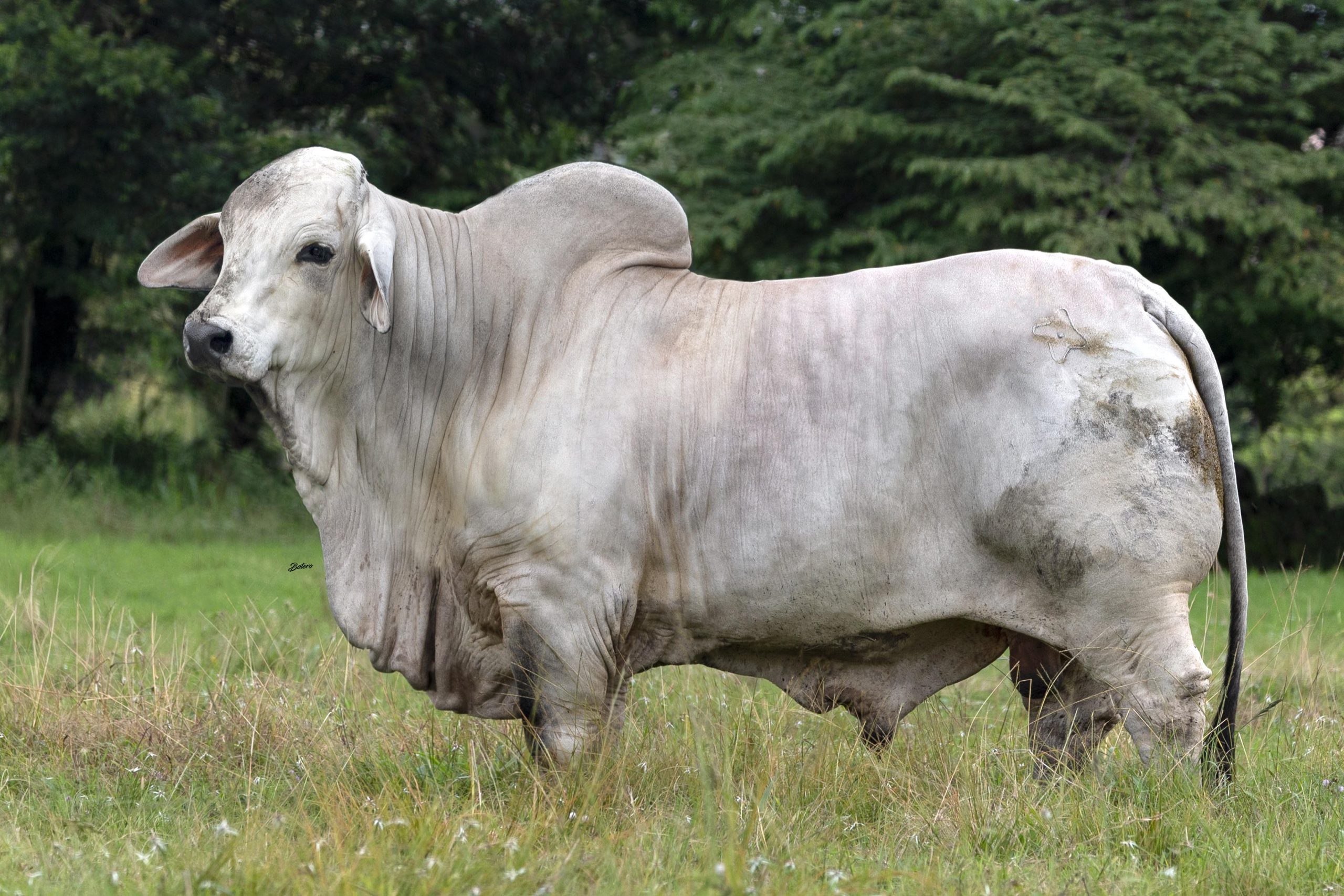 Cauchitos Billy Vulcano 1608/1