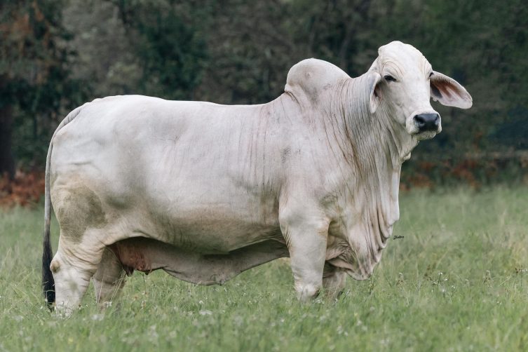 Cauchitos Welling Juliana TE 229/1