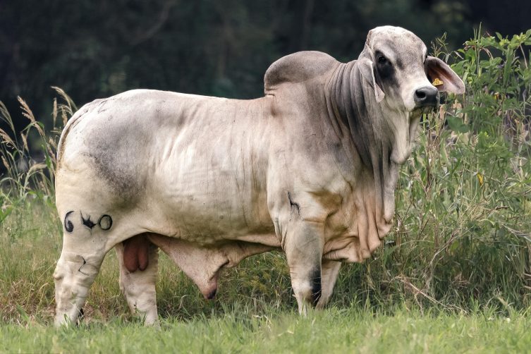 Cauchitos JDH Malcom Manso 640/2