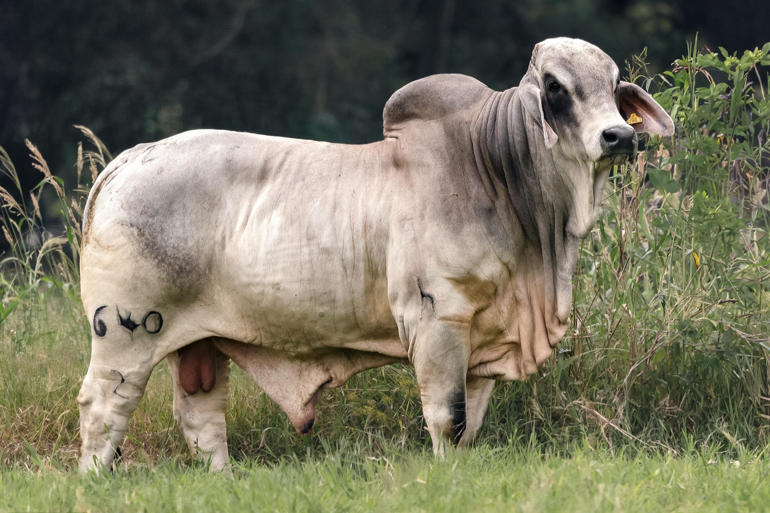 JDH Malcom Manso 640/2