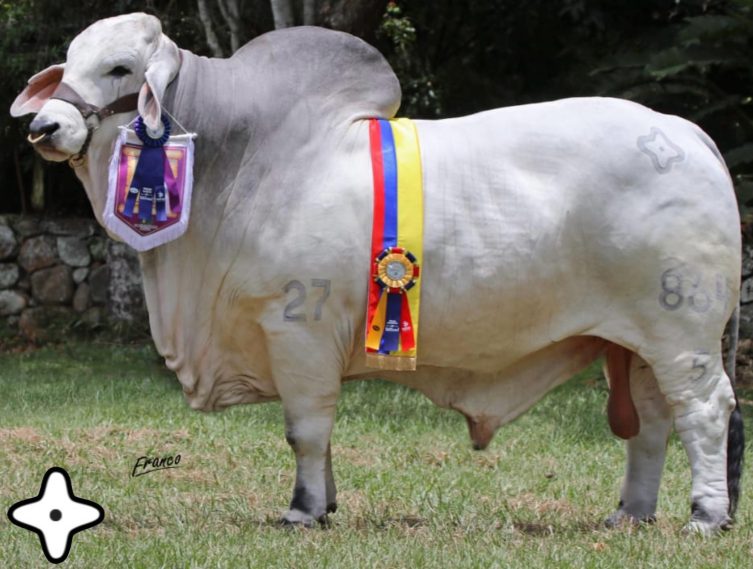 Cauchitos Harry 864/5