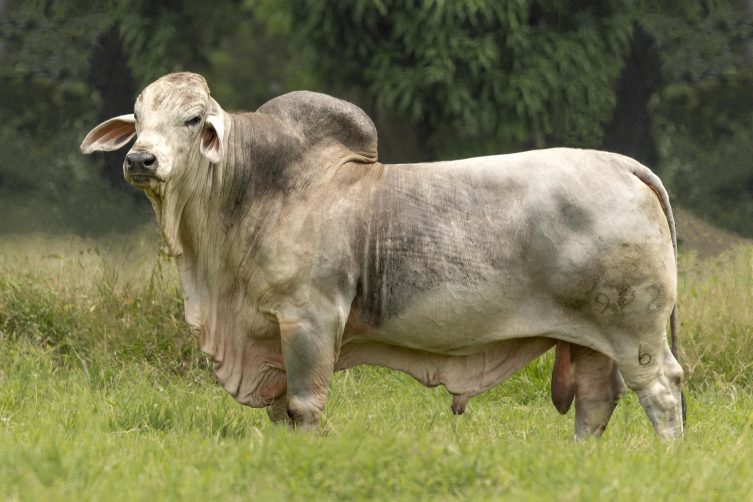 Cauchitos Kuru Simón 922/6