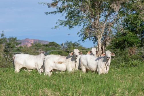 WhatsApp Image 2025-04-20 at 5.05.39 PM (1)