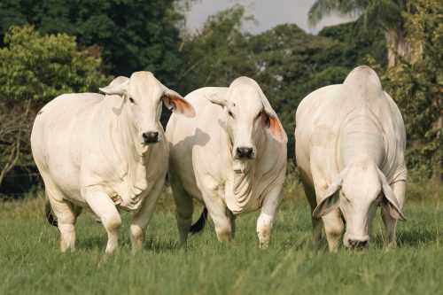 WhatsApp Image 2025-04-20 at 5.05.40 PM (2)