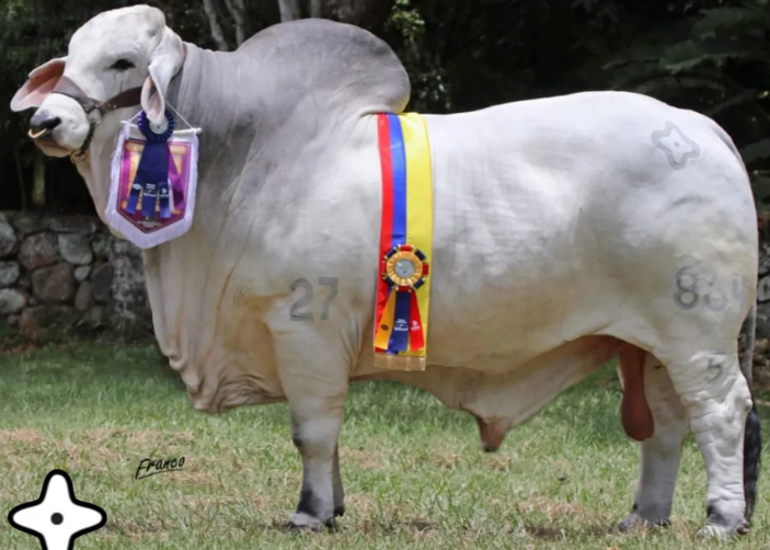 Cauchitos Harry 864/5